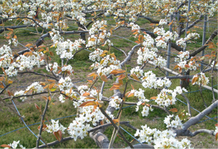 花をつけた梨園